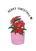 Rose de noel